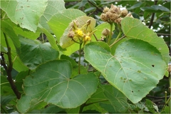 Eriolaena hookeriana